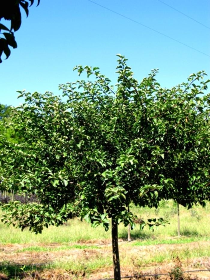 Malus sargentii Tina