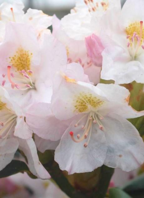 Rhododendron Weston's Innocence