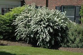 Spiraea x vanhouttei Renaissance