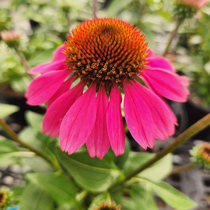 Echinacea Panama™ Red