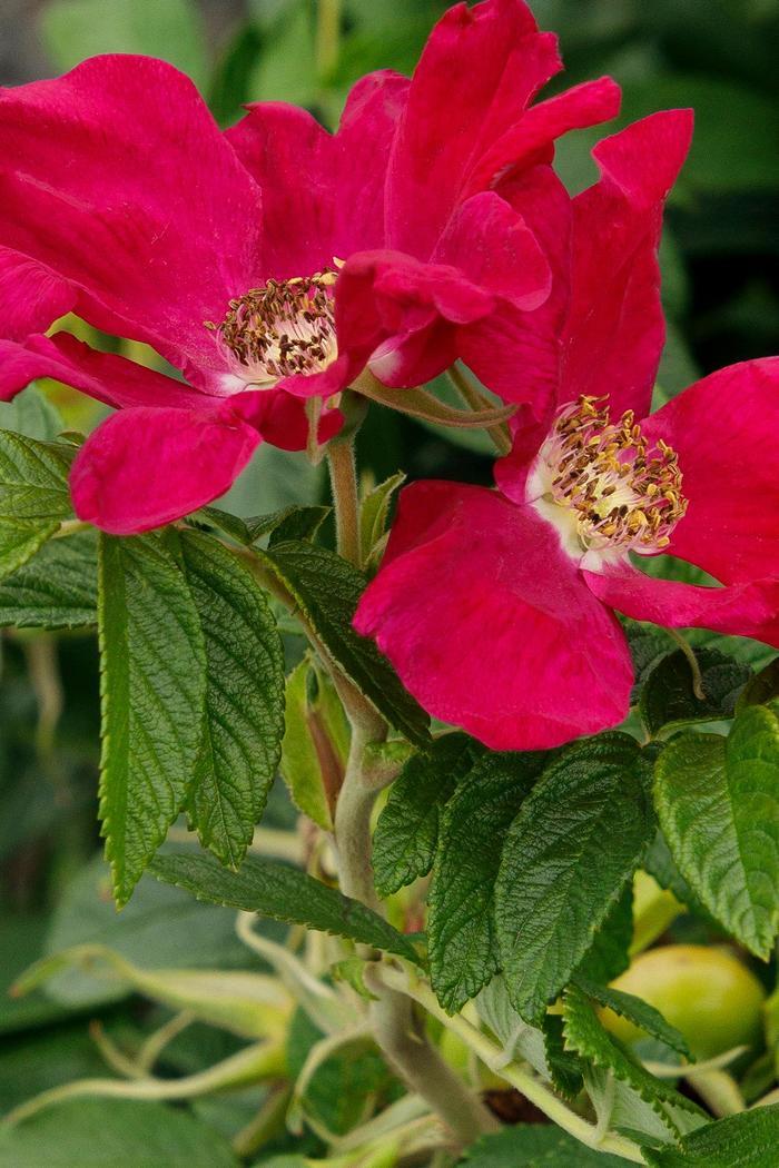 Rosa rugosa Seaside Swirl™ Red