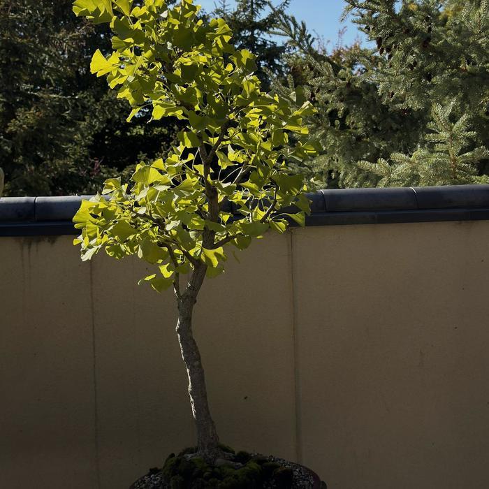 Ginkgo biloba 