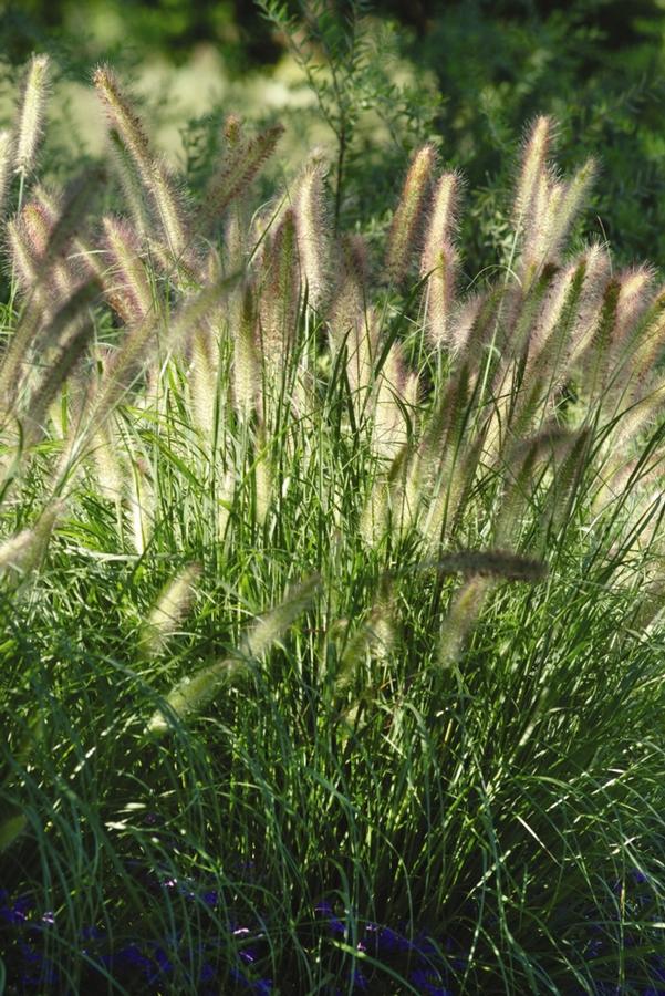 GR-Pennisetum a. Cassian 