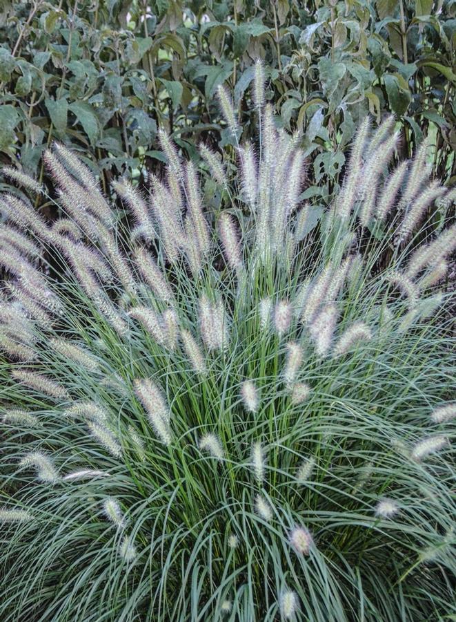GR-Pennisetum a. Hameln 