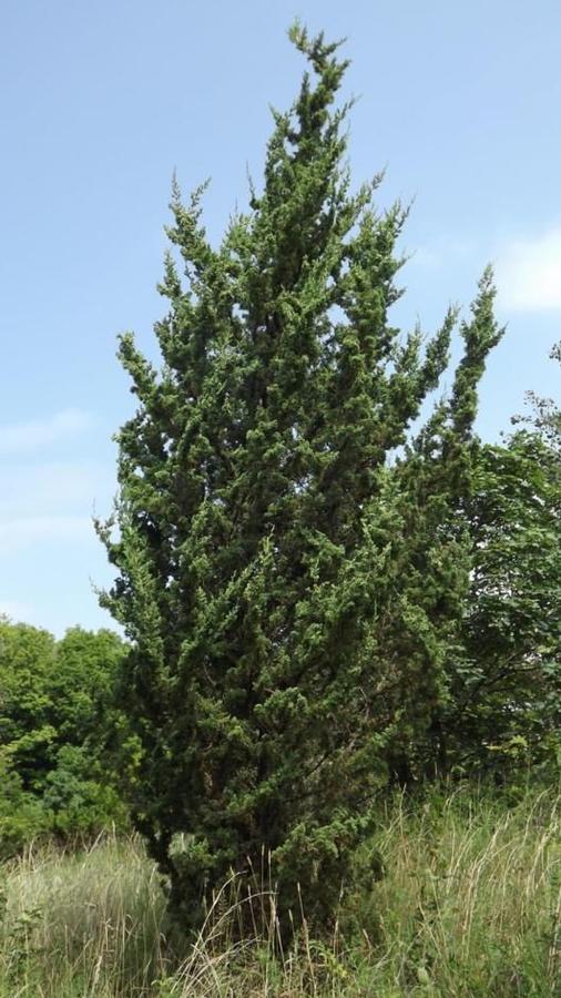 Juniper c. Rosefield Perfect 