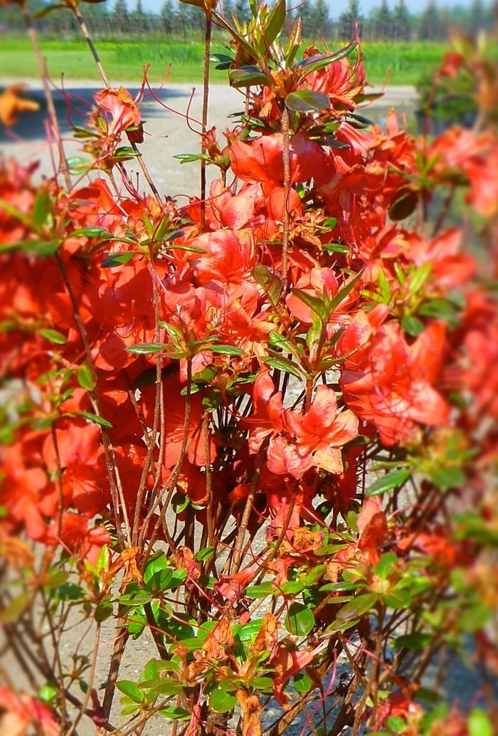 Rhododendron Gable hybrid Stewartstonian