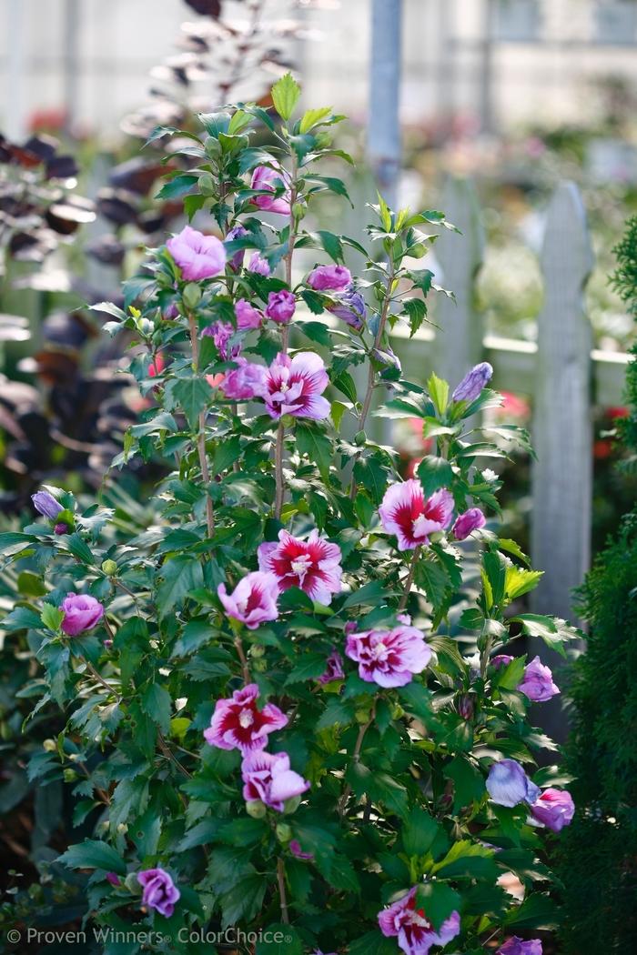 Hibiscus syriacus Purple Pillar®