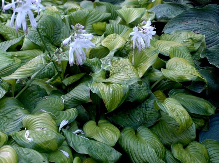 Hosta Guacamole