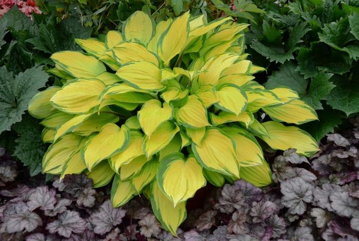 Hosta Island Breeze