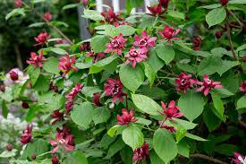 Calycanthus x raulstonii 'Hartlage Wine' - Sweetshrub from Maple Lane Nursery