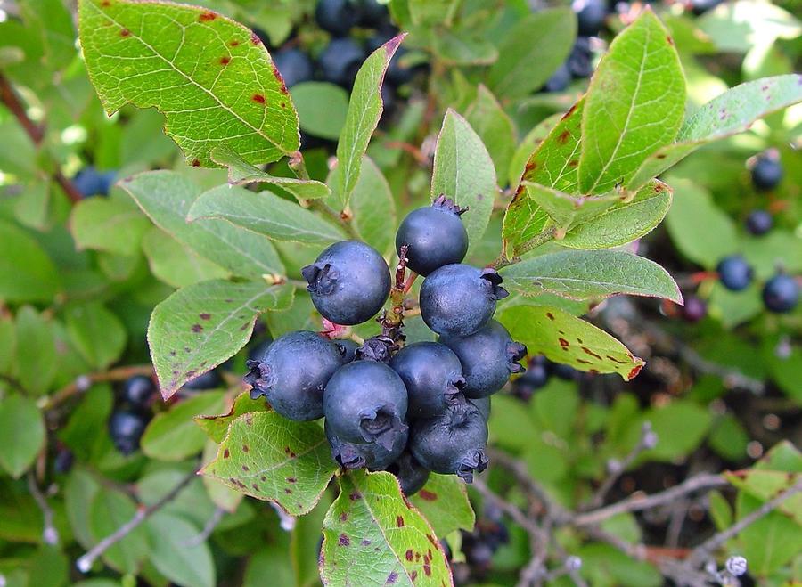 Vaccinium angustifolium - Lowbush Blueberry from Maple Lane Nursery