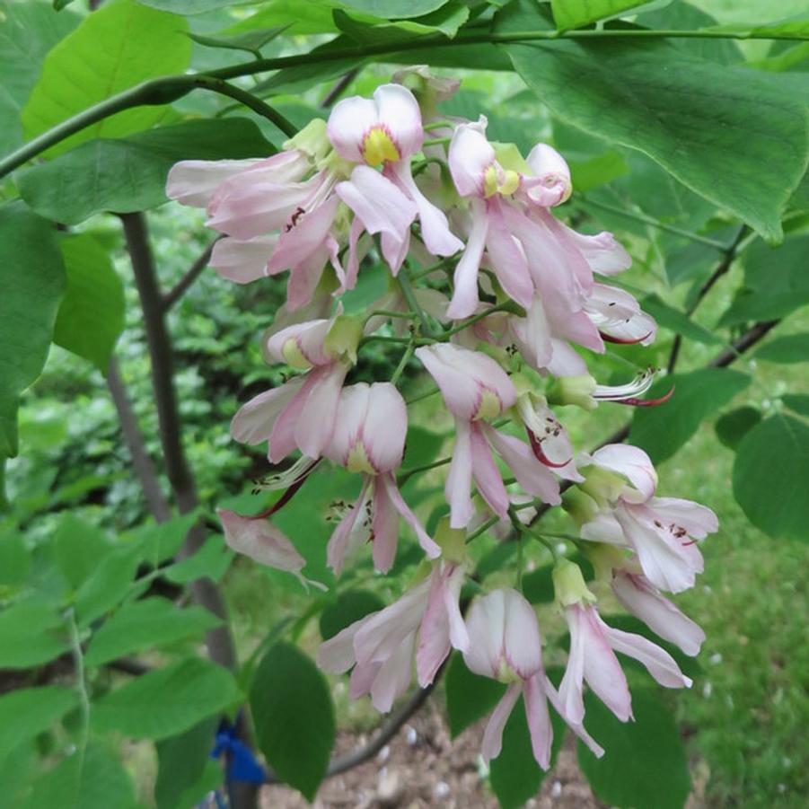 Cladrastis kentukea 'Perkins Pink' - Yellowwood from Maple Lane Nursery