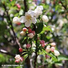 Malus 'Snow Crystal™' - Crabapple from Maple Lane Nursery