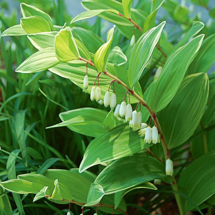 Polygonatum odoratum 'Variegatum' - Solomon's Seal from Maple Lane Nursery