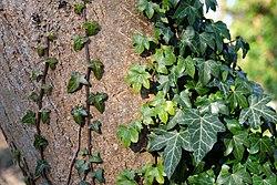 Hedera helix - English Ivy from Maple Lane Nursery