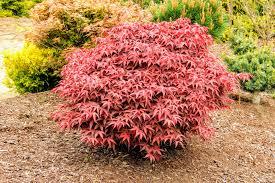 Acer palmatum 'Rhode Island Red' - Japanese Maple from Maple Lane Nursery