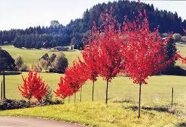 Acer rubrum 'Autumn Radiance�' - Red Maple from Maple Lane Nursery
