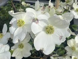 Cornus florida 'Cloud 9' - Dogwood from Maple Lane Nursery