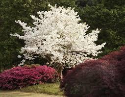 Cornus - Flowering Dogwood from Maple Lane Nursery