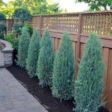 Juniperus scopulorum 'Blue Arrow' - Juniper from Maple Lane Nursery