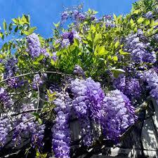 Wisteria frutescens 'Amethyst Falls' - American Wisteria from Maple Lane Nursery
