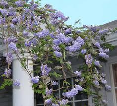 Wisteria frutescens - American Wisteria from Maple Lane Nursery
