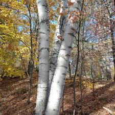 Betula papyrifera - Paper Birch from Maple Lane Nursery
