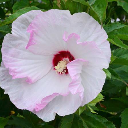 Hibiscus Summerific® 'Ballet Slippers' - Rose Mallow from Maple Lane Nursery