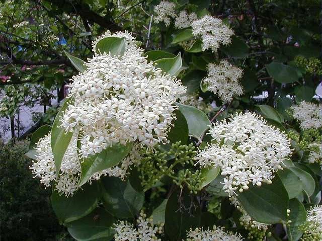 Cornus racemosa - Gray Dogwood from Maple Lane Nursery
