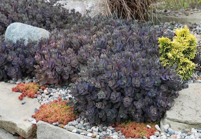 Sedum SunSparkler® 'Sapphire Tuffet' - Stonecrop from Maple Lane Nursery