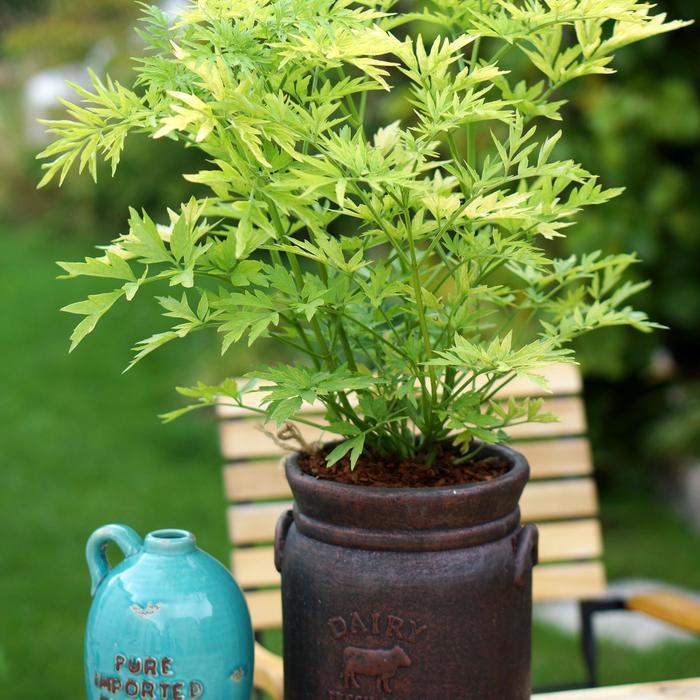 Sambucus nigra Golden Tower