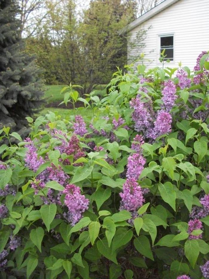 Syringa vulgaris Tiny Dancer™