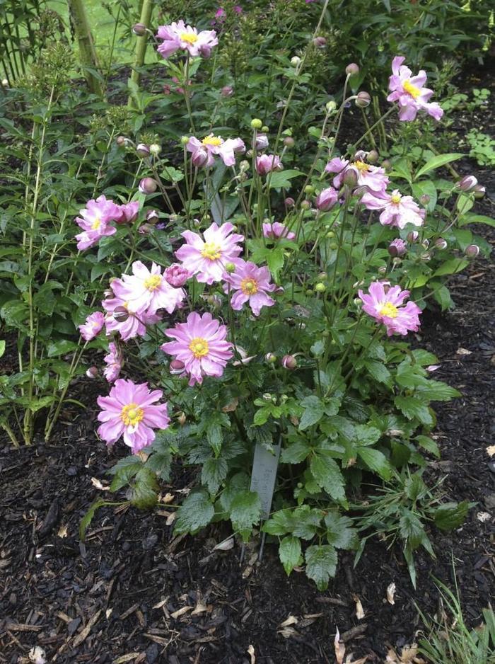 Anemone Fantasy™ Pocahontas