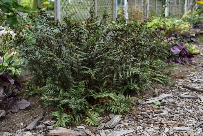 Athyrium niponicum Crested Surf