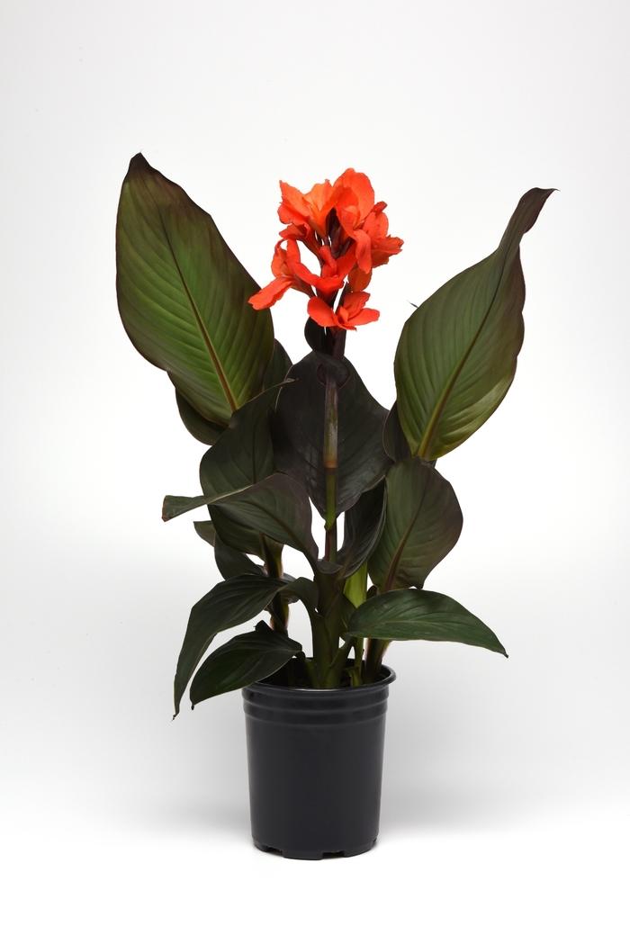 Canna x generalis Cannova® Bronze Orange