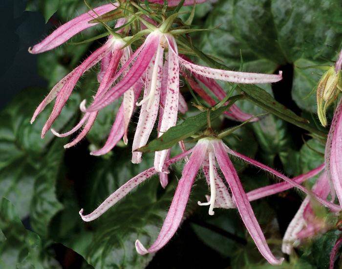Campanula Pink Octopus