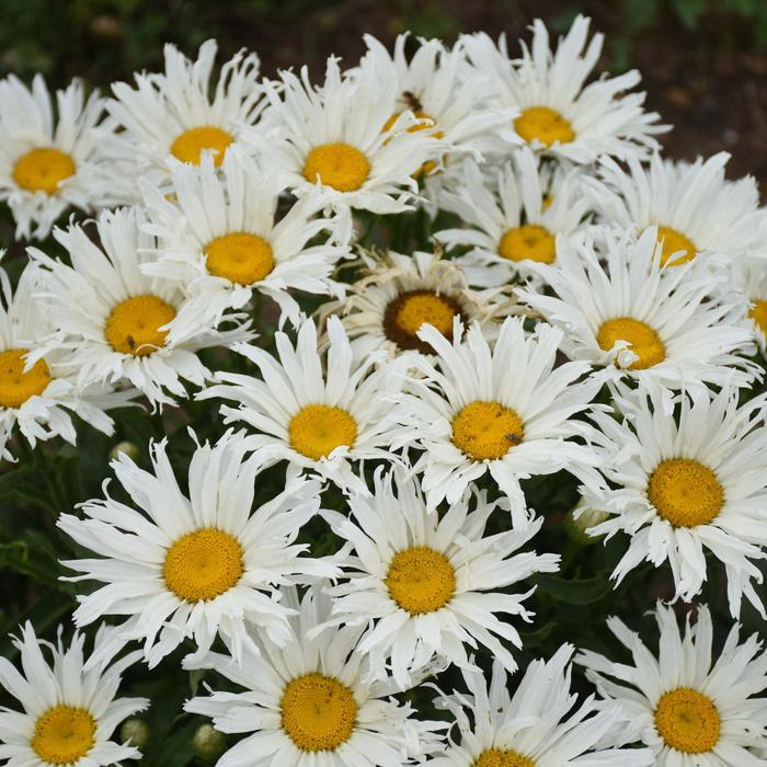 Leucanthemum x superbum Amazing Daisies® Spun Silk