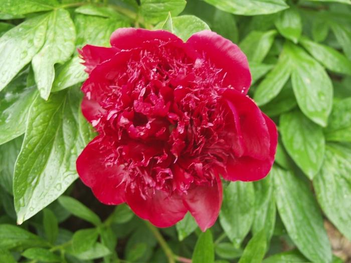 Paeonia Red Charm