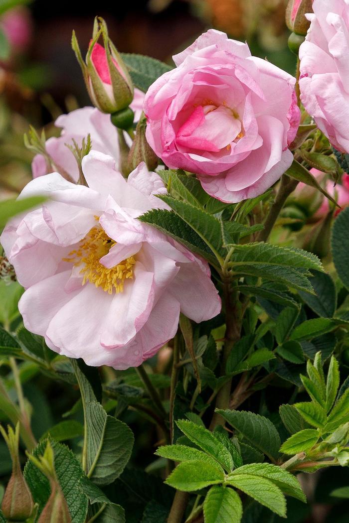 Rosa rugosa Seaside Swirl™ Blush