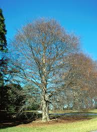 Fagus grandifolia - American Beech from Maple Lane Nursery