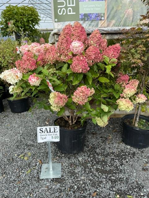 Hydrangea paniculata 'Quick Fire Fab®' - Panicle Hydrangea from Maple Lane Nursery