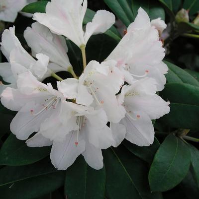Rhododendron Yaku Princess