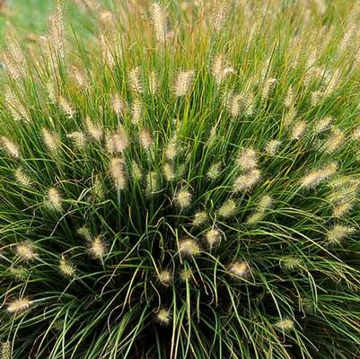 GR-Pennisetum a. Little Bunny 