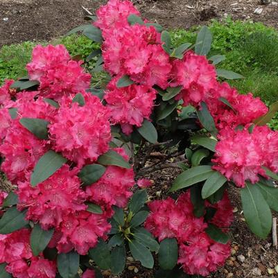 Rhododendron Holden's Red 