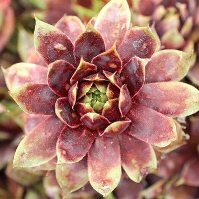 Sempervivum 'Killer' 