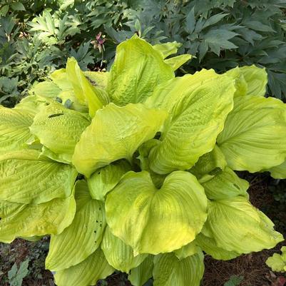 Hosta Seasons in the Sun