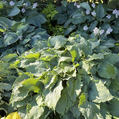 Hosta Wind Beneath My Wings