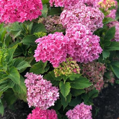 Hydrangea macrophylla Starfield™