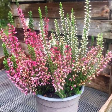 Calluna v. Beauty Ladies Magda 