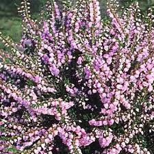 Calluna v. County Wicklow 